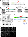 Cytosolic CatL proteolytically processes CD2AP in podocytes.