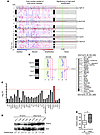 TRAF6 locus amplification occurs frequently in lung cancer.