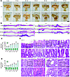 Gastric pathology of A4gnt–/– mice.