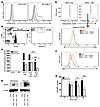 mbTNF-α on NB cells induces NF-κB activation in monocytes.