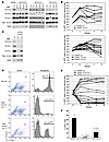 HSPC reconstitution in mice requires 14-3-3 proteins.