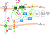 Schematic representation of LA-induced Ca2+ signaling in CD36-positive TBCs