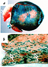 Whole mount microphotographs of the 1600eNOSLacZ. Incubation of the organs