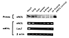 β-galactosidase activity correlates with LacZ mRNA levels. RT-PCR analysis