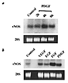 eNOS RNA levels are increased by PDGF. BAECs were starved in 0.5% FCS for 2