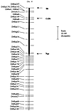 Linkage map of chromosome 4. Linkage map showing the transferred segment of