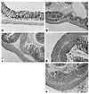 Photomicrographs of the proximal colon of mice treated with low-dose DSS (2