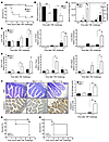 Mkp1–/– mice are hypersensitive to TNF-induced lethality.