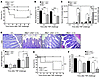 Mkp1–/–Jnk2–/– mice show reduced sensitivity to TNF.