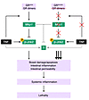 JNK2 is an essential player in TNF lethality, leading to cell death, bowel