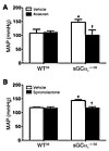 RAAS inhibition normalizes blood pressure in sGCα1–/–S6 mice.