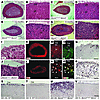 Analysis of adrenals from MCM4 mutant mouse models.