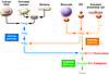 Activation of the coagulation cascade.