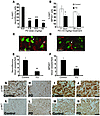 Molecular mechanism of PD0325901 in Nf1fl/fl;Dhh-Cre neurofibromas and MPNS