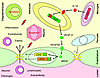 Proposed mechanism underlying BBB disruption in CNS inflammatory lesions.