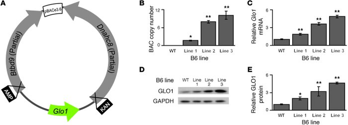 
Glo1 copy number regulates Glo1 expression.
 
(A) The BAC (RP23-247F19)...