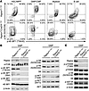 Deletion of Raptor has differential effects on phosphorylation of mTORC1 ef