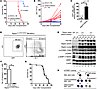 Restoration of leukemia-initiating capacity of long-term Raptor-deficient A