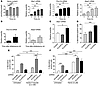 FLVCR1b controls erythroid differentiation in vitro.