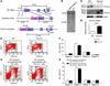 FLVCR1b controls erythroid differentiation in vivo.