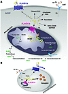 A model for FLVCR1 isoforms function.