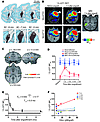 Engrafting and neuroimaging of MSC-DP–engrafted animals.