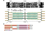 The sarcomere is a target for cardiomyopathy mutations.