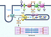 Molecular basis for intracellular Ca2+ homeostasis.