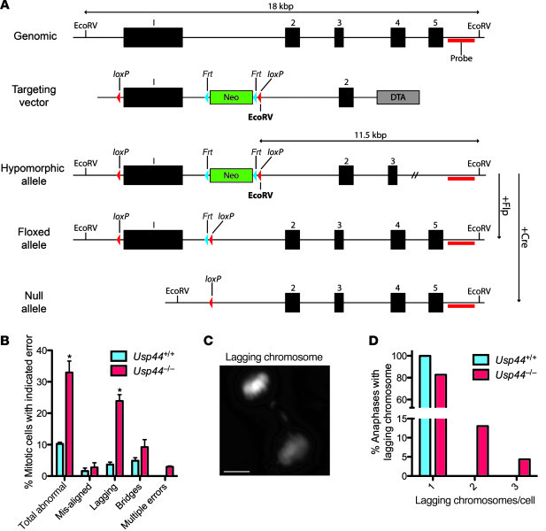 USP44 loss leads to chromosome mis-segregation.
(A) Strategy for targeti...