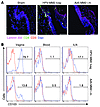 HPV Ivag, but not Ad5 i.m., prime/boost immunization induces intraepithelia