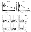 HPV PsV Ivag prime/boost immunization induces durable CD8+ T cell responses