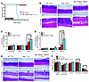 DSS treatment is lethal to Aag–/–Alkbh2–/–Alkbh3–/– mice.