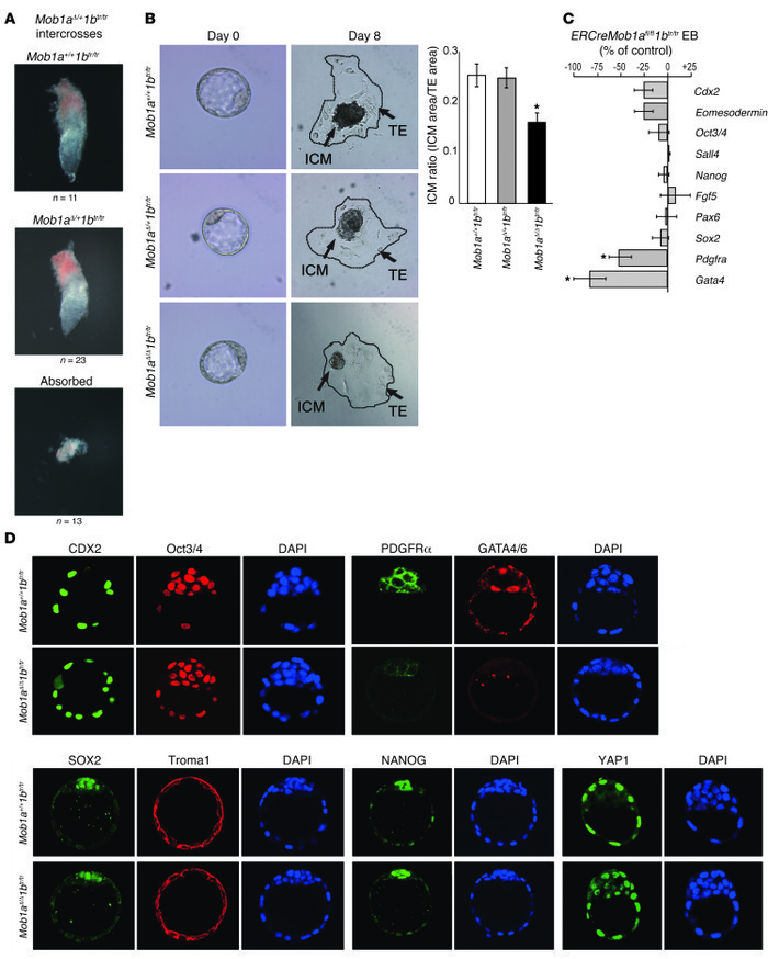 Loss of Mob1a/1b impairs mouse embryo survival.
 
(A) Morphologies of re...