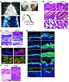 Characterization of keratinocyte-specific Mob1a/1b double-homozygous mutant