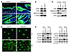 MOB1-mediated regulation of the LATS1/2-YAP1 pathway controls skin homeosta