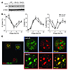 Atrx depletion delays S phase and induces accumulation of p53 protein.