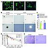 The effect of Id ablation in Ras-V12-IRES-Cre-ER-shp53 GICs in vitro and af