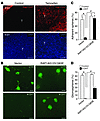 Active RAP1 rescues the loss of iGIC adhesion caused by Id ablation.