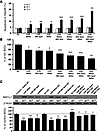 Increased cellular apoptosis and decreased cell growth in Hep3B cells by mi