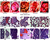 Role of MAT1A in tumorigenesis and therapeutic effect of miR-495 siRNA.