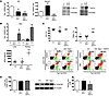 Hif-mediated Hamp1 suppression is Epo dependent.