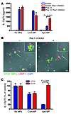 Mechanisms of apoptotic MP-mediated DC inhibition.