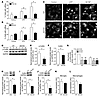 Mutant htt expression in microglia decreases membrane ruffling and cofilin