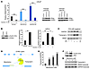 Cyclin D1b enhances SNAI2 (Slug) expression through cooperation with the AR