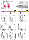 Cyclin D1b interacts with AR on chromatin and enhances AR occupancy at SNAI