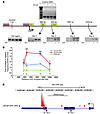 Cyclin D1b promotes chromosomal confirmations associated with active transc