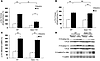 PLN phosphorylation on serine-16 and threonine-17 and CaMKII phosphorylatio