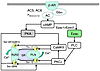 A schematic model of cAMP/EPAC signaling as opposed to cAMP/PKA signaling i