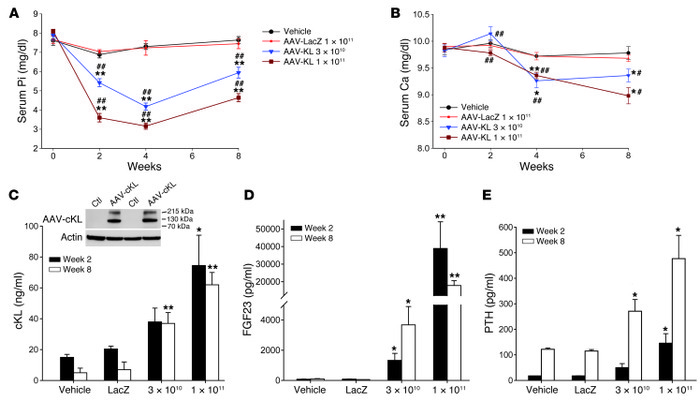 Biochemical and endocrine effects of AAV-cKL in vivo.
(A) Mice treated w...