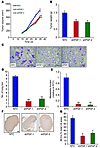 PGF promotes lung and LN metastasis of BCCs.